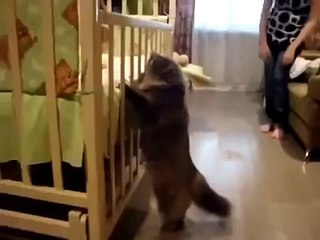 Первая встреча кота и ребенка