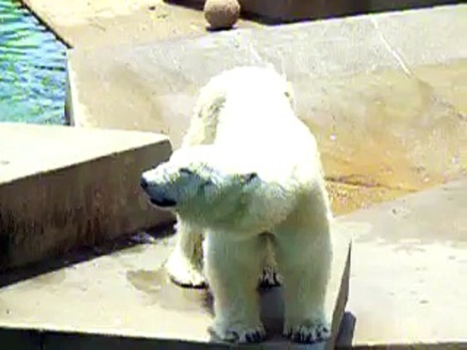 Polar Bear at Louisville Zoo