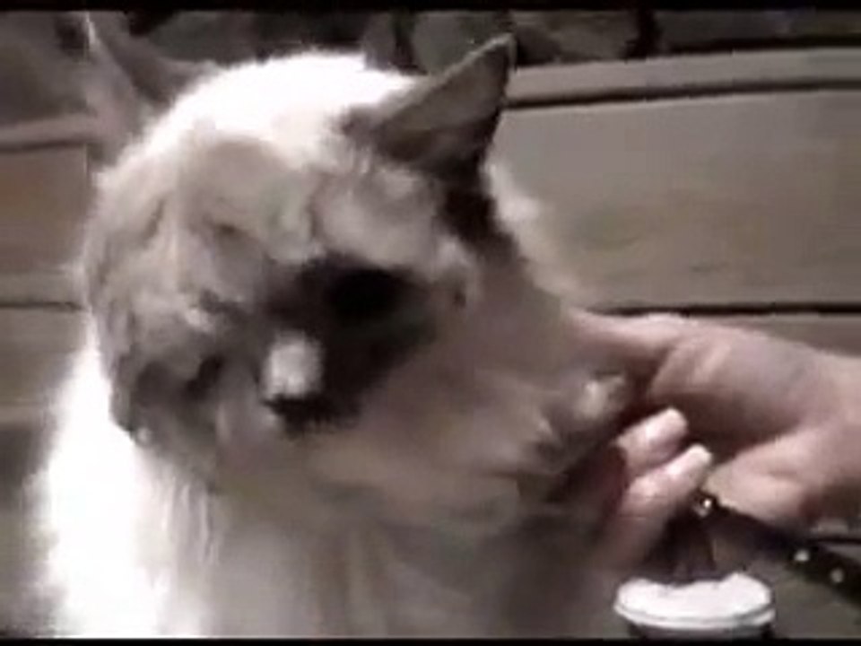 Two-Faced Cat Bitches