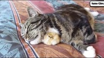 Funny Animal   Cats Adopting Baby Birds Compilation - Cats 2015