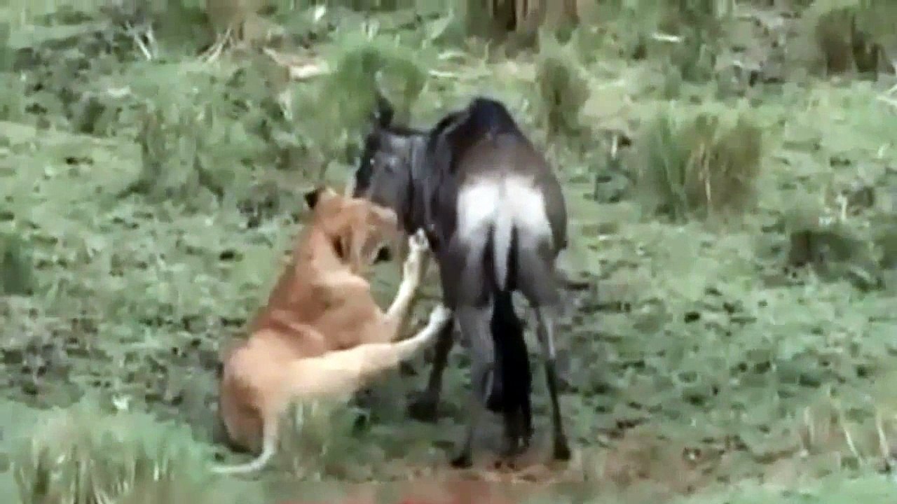 Lion vs Wildebeest , Lion Attack And Kills Wildebeest _-_ Lion Documentary 2015