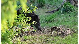 Bergdorf Hohegeiß - Ein  Natur-Paradies im Harz OT von Braunlage