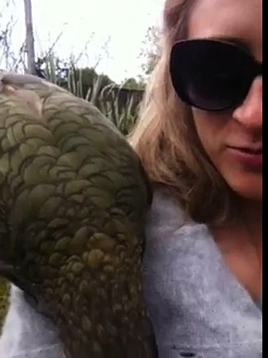 Kea at Willowbank Wildlife Reserve 2