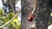 Oriental Garden Lizard, Eastern Garden Lizard or Changeable Lizard (Calotes versicolor)