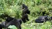 Susa group of mountain gorillas, Rwanda