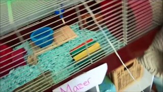 My Daily Hamster Morning Routine