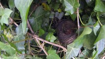 Blackbirds Nesting and Feeding Chicks