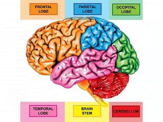 Adderin Reviews - Adderin Helps To Manitain Focus