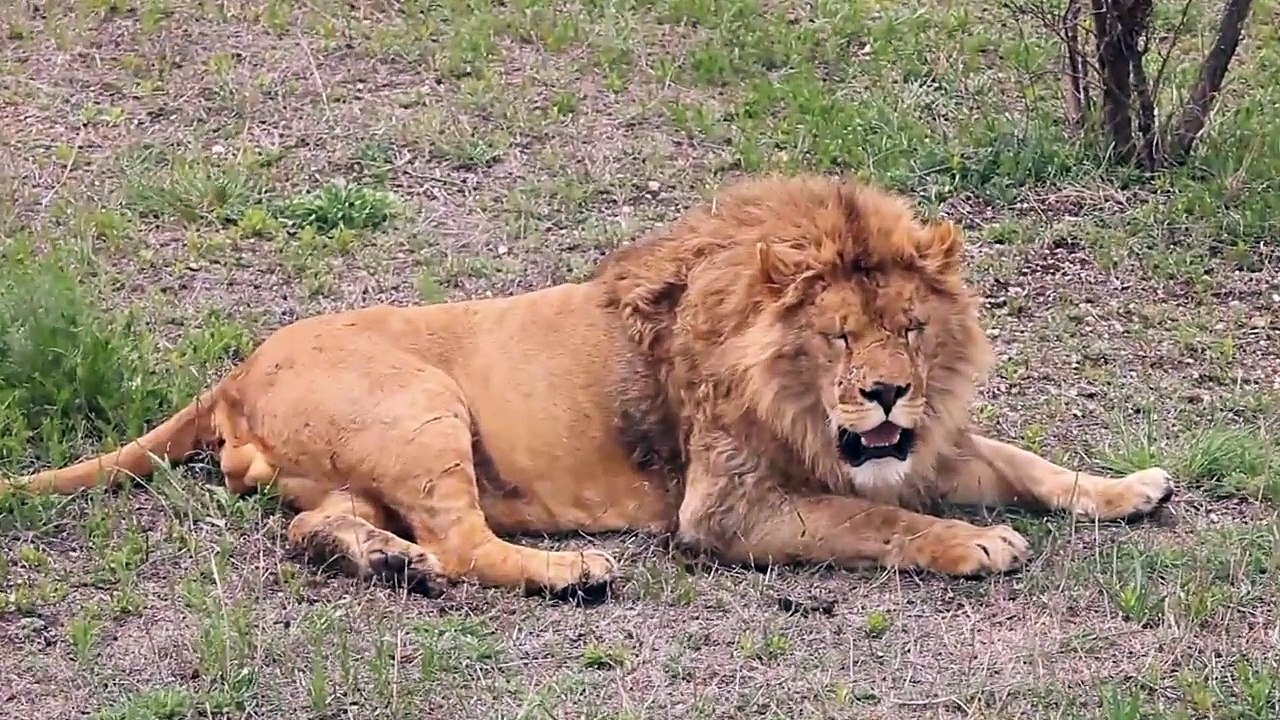 Парк львов "Тайган" / Lion park "Taigan"