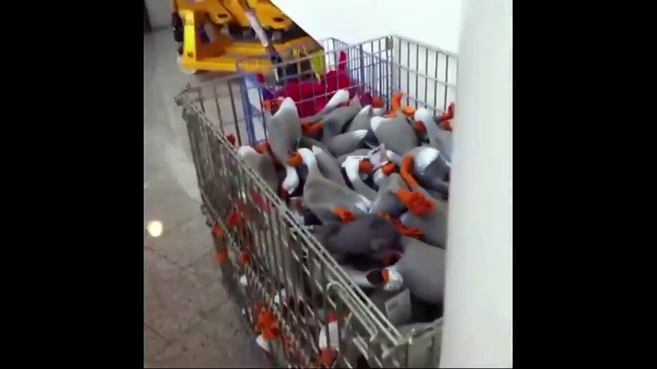 Funny Fail Vines Swearing Spiting Foul Language Compilation Video September 2015