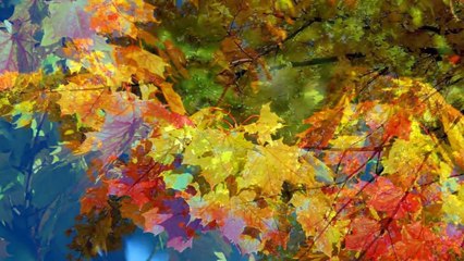 Les-couleurs-de-l'A?tA?-indien---L'automne-au-Q