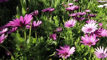 HP-Officejet-Pro-X-Testimonial-at-Excel-Trust