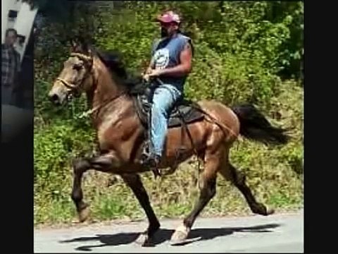 single footing horses