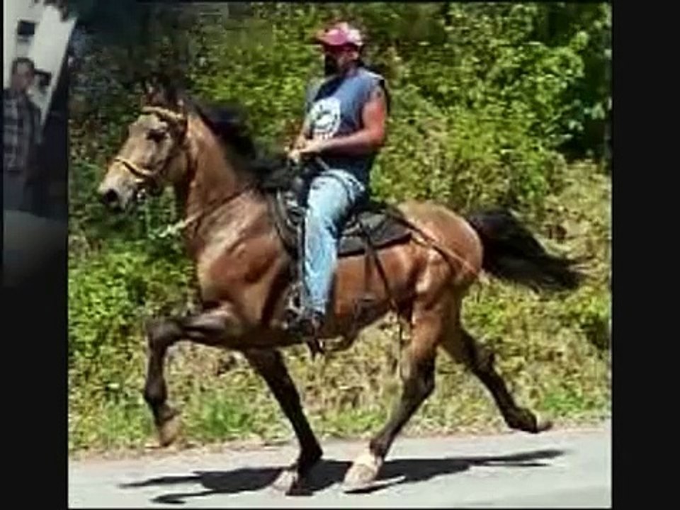 single footing horses