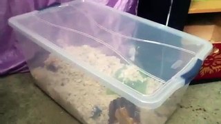 Traveling with your hamster