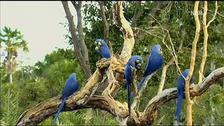 Aras Macaw im Amazonas - sterbende Natur