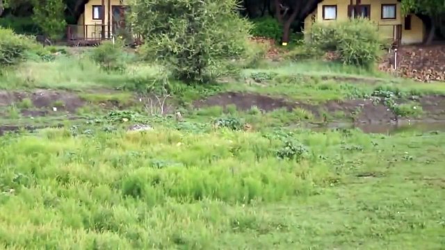 Lion saves calf Lion protects prey and saves from another lion attack