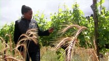 Spark Africa - Black woman sets example for young winemakers in South Africa - Episode 8