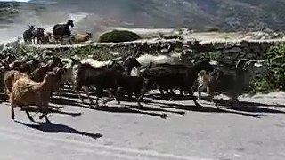 Goats in Greece