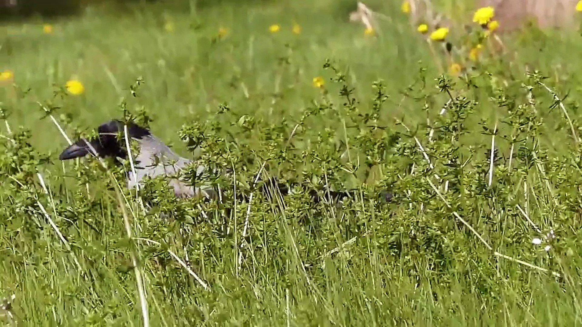 Grakrage Corvus Cornix Video Dailymotion