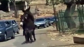 Donkey funny on The Road funny animal