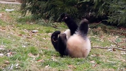 Bao Bao, Mei Xiang and Tian Tian 1/20/15