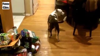 Funny Videos   Funny Animal   Dogs Walking Funny Compilation