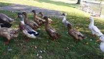 Feeding Ducks at Huber's Farm
