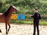 Stichting Paard in Nood: cursus grondwerk