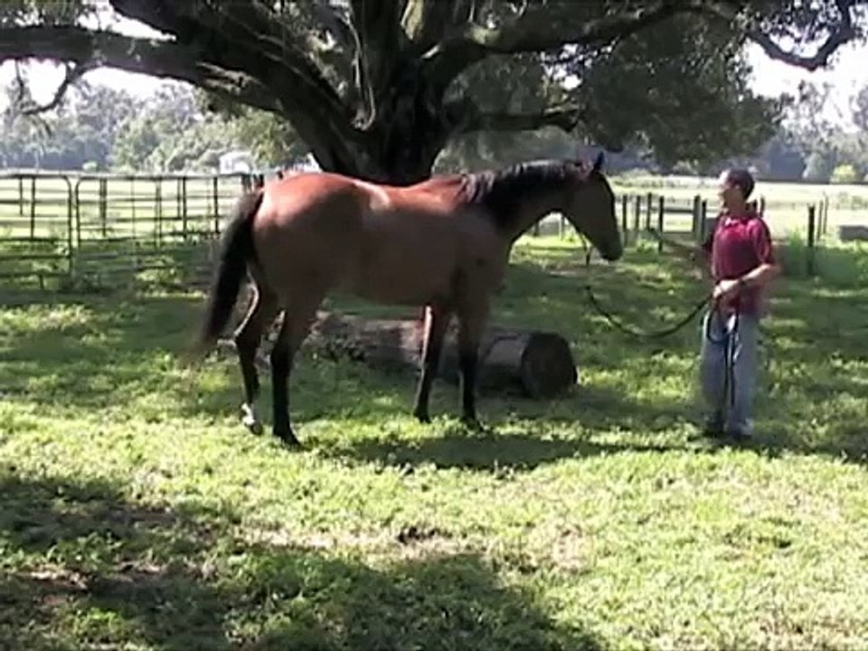 Obstacles challenges. First attempts by training horses; Schooling tips