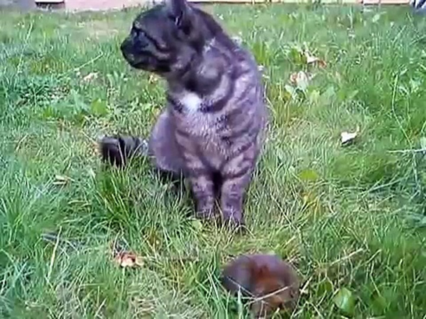 Cute cat kills and eats huge wild rat