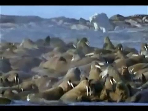 3:34 Male polar bear vs Female walrus Loser polar