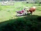 Bull rides motorbike