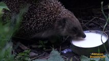 Еж ест молоко - Hedgehog eats milk