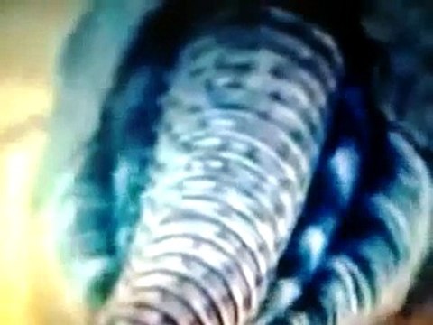 Wild Discovery: curiosidades salvajes (camaron de agua dulce) animal más prehistórico según ciencia