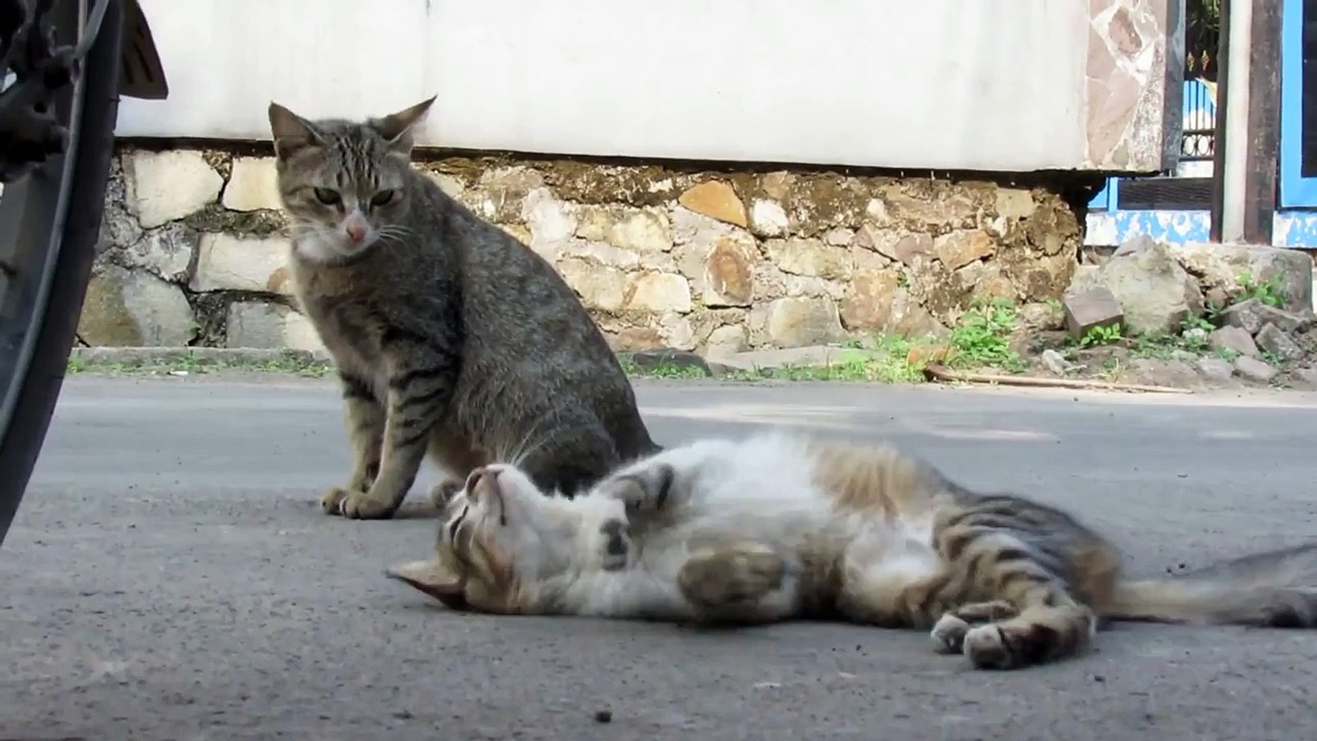 ⁣【野良猫】お鼻ピンク猫と子猫 Pink nose cat and kitten