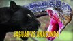 Ular Anaconda vs Jaguar | Video Pertarungan Binatang Buas dan Liar