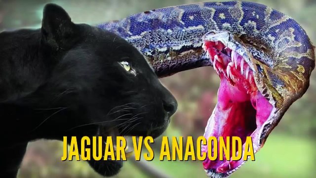 Ular Anaconda vs Jaguar | Video Pertarungan Binatang Buas dan Liar