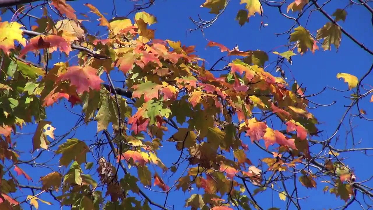 Leaves 2