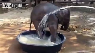 Baby elephant having a playful bath !!! Documentary Animal and Nature