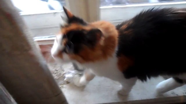 прикол смешная кошка кошка