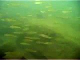 Avigliana - Immersione nel Lago Grande By ITALO