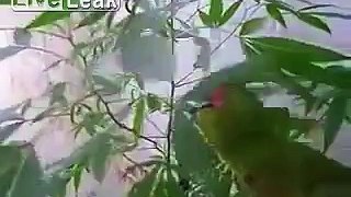 Parrot rolls and smokes a joint