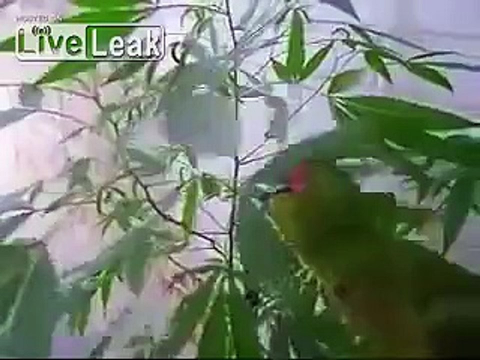 Parrot rolls and smokes a joint