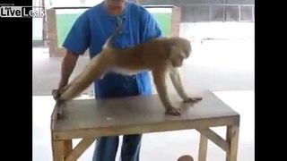 Monkey's Body Building Practice