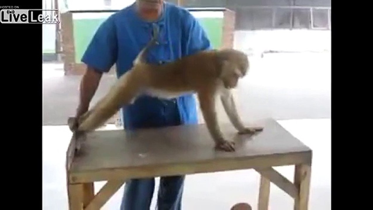 Monkey's Body Building Practice