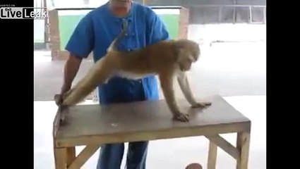 Monkey's Body Building Practice