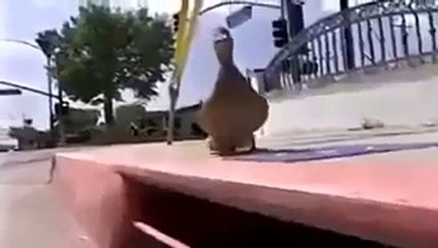 Duck Crying for Her Ducklings is helped by Police