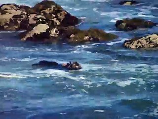 Sea otter breaking open mussels