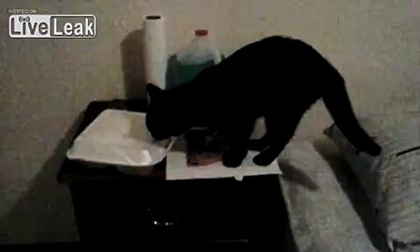 Ave Maria, Ave mehkitty what a grown man does when hes alone with his cat at home